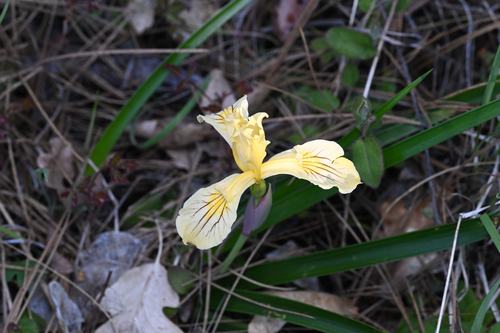 Iris bracteata