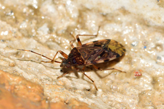 Balboa variabilis