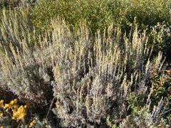 Artemisia spiciformis