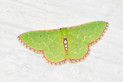 Nemoria lixaria