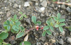 Indigofera trifoliata