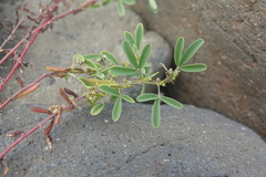 Indigofera trifoliata