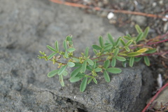 Indigofera trifoliata