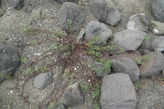 Indigofera trifoliata