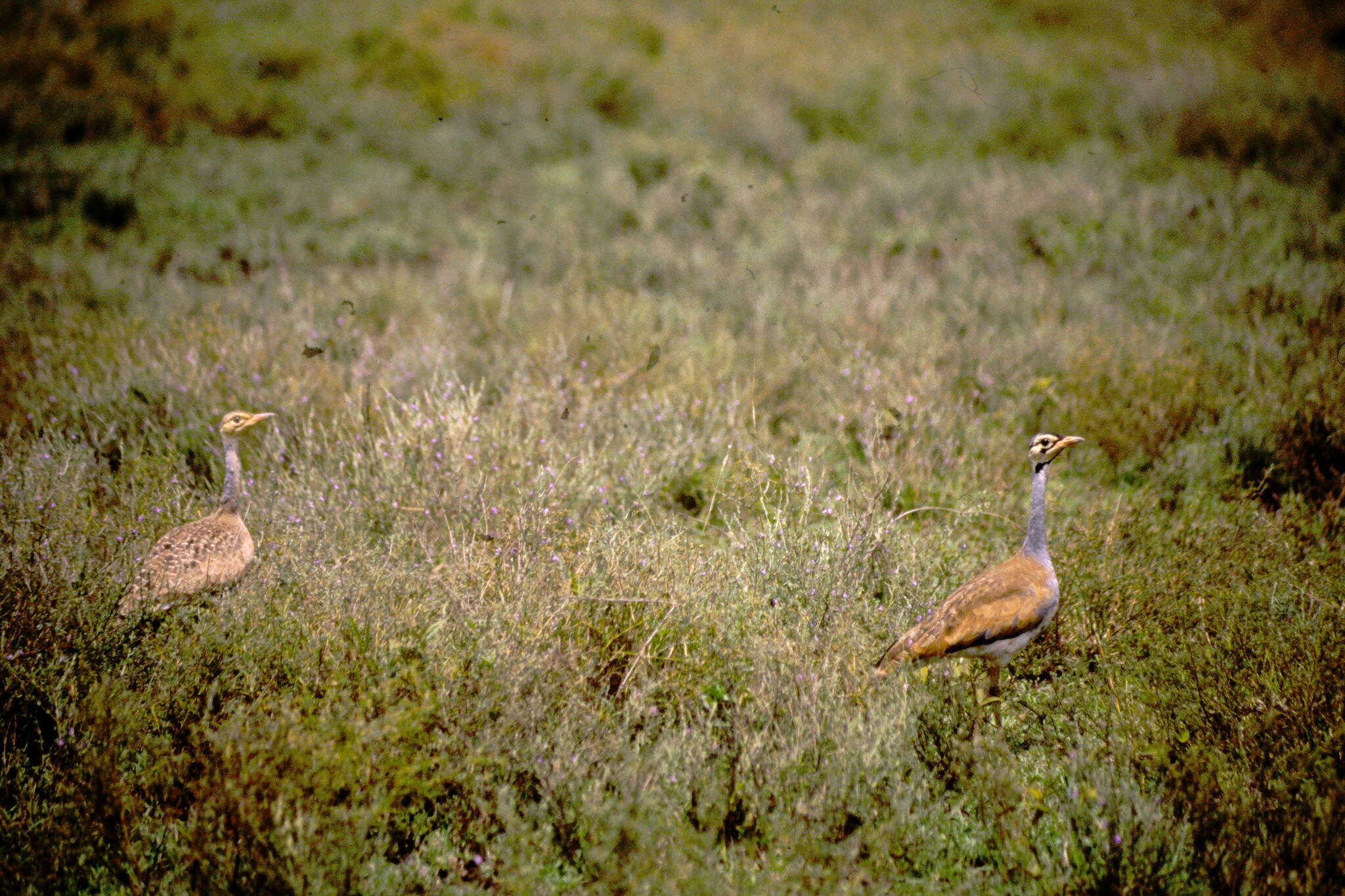 White-bellied Bustard (Eupodotis senegalensis)