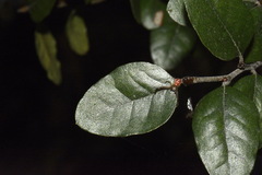 Nothofagus × apiculata