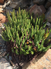 Polystichum lemmonii