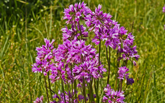 Allium bisceptrum
