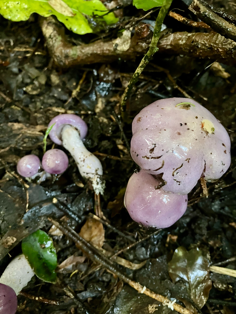 Phlegmacium sp. 'eucalypt purple'