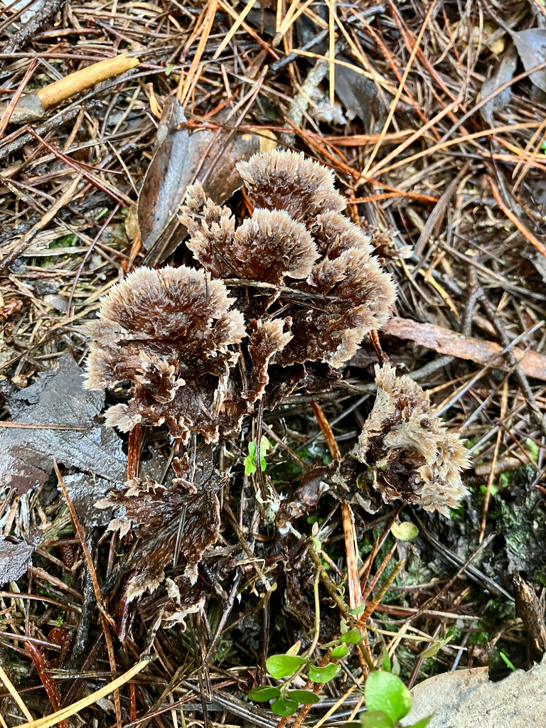 Thelephora terrestris · April 2025 · photo: © bihnz (iNaturalist, cc-by)