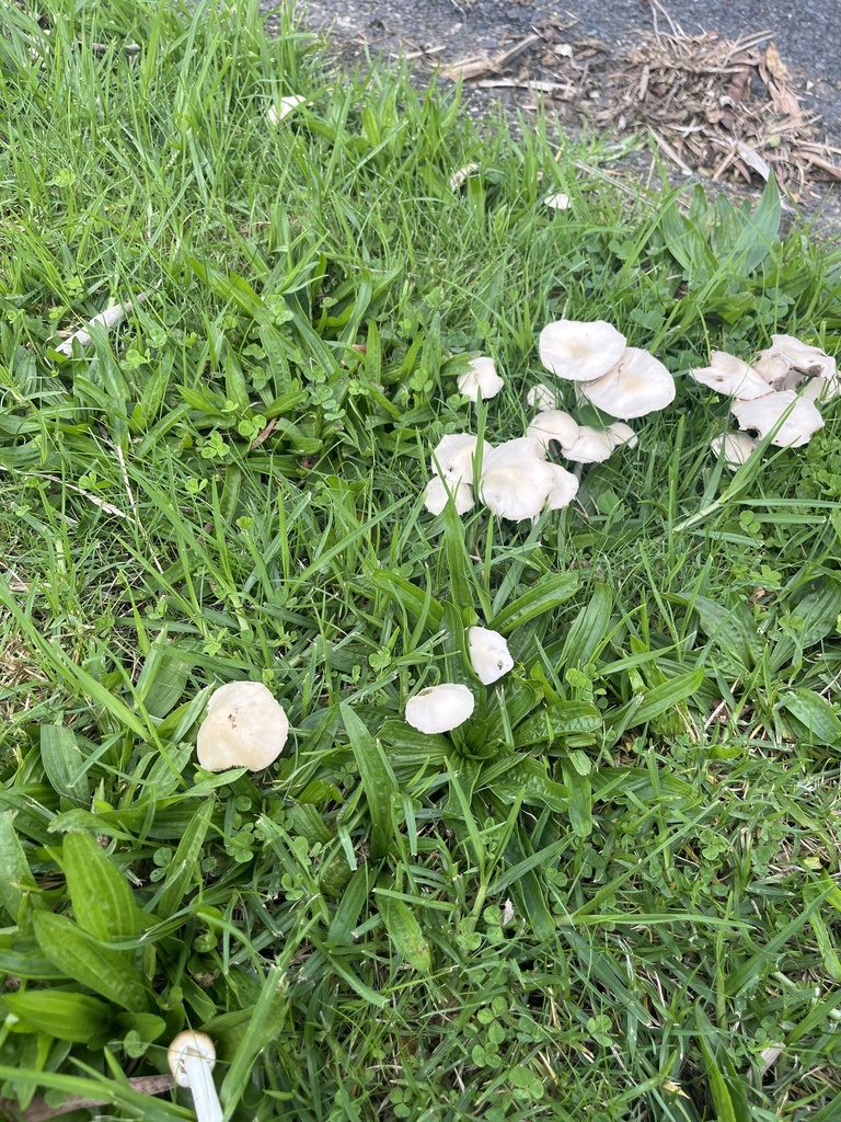Candolleomyces candolleanus · April 2025 · photo: © sporeseeker (iNaturalist, cc0)