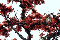 Erythrina