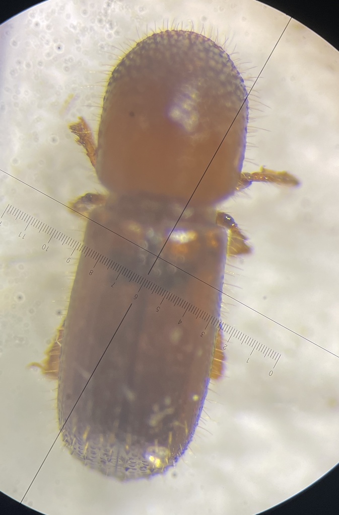 Xyleborus pubescens