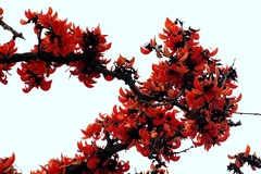 Erythrina