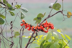 Erythrina