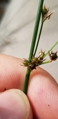 Juncus coriaceus