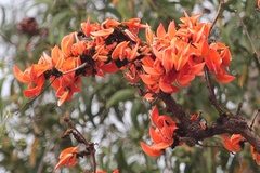 Erythrina