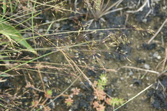 Capillipedium parviflorum