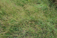 Capillipedium parviflorum