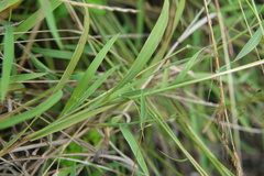 Capillipedium parviflorum