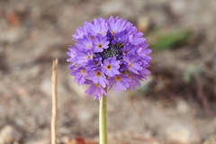 Primula denticulata