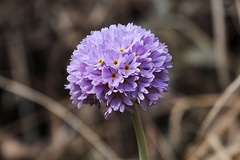 Primula denticulata