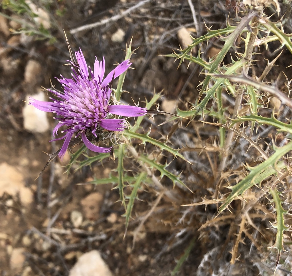 Atractylis humilis