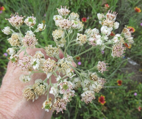 Image of Hymenopappus artemisiifolius by (c) Linda Jo Conn, some rights reserved (CC BY)
