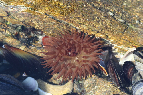 Atlantic Beadlet Anemone, photo 3 of 7