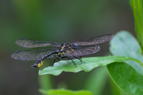 Twin-striped Clubtail photo 4