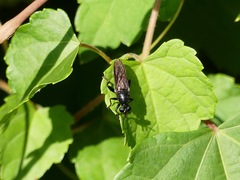 Lampria bicolor