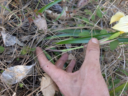 Iris bracteata, photograph 6