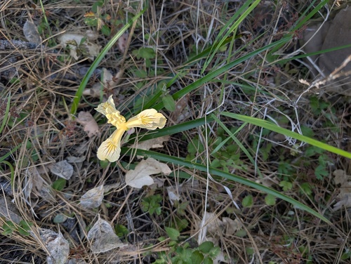 Iris bracteata, photograph 5