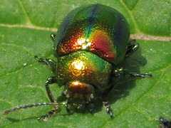 Chrysolina fastuosa