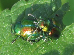 Chrysolina fastuosa