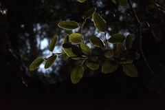 Nothofagus × apiculata