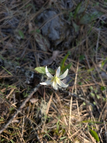 Erythronium howellii, photograph 5