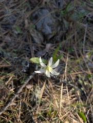 Erythronium howellii, photograph (c) Trevor Van Loon, some rights reserved (CC BY)