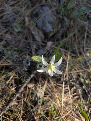 Erythronium howellii, photograph 6