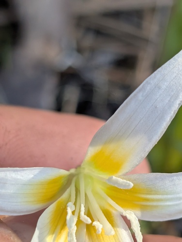 Erythronium howellii, photograph 1