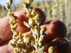Artemisia spiciformis