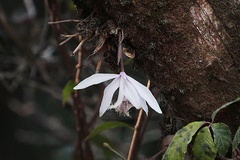 Pleione humilis