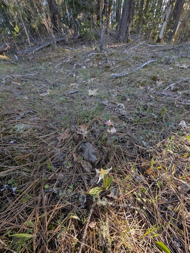 Erythronium howellii, photograph 2