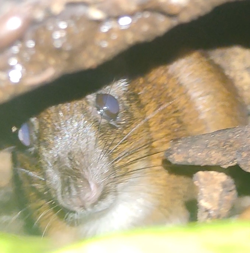 Steere's Spiny Rat