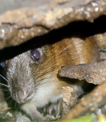 Steere's Spiny-Rat photo 3