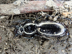 Oregus aereus