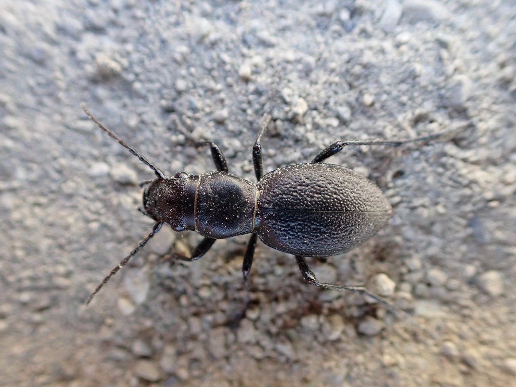 Audouin's Night-stalking Tiger Beetle