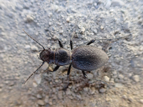 Audouin's Night-stalking Tiger Beetle