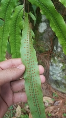 Serpocaulon triseriale