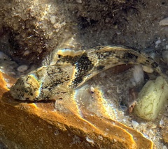 Brown Goby photo 4